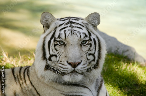 Amur Tiger #11039656