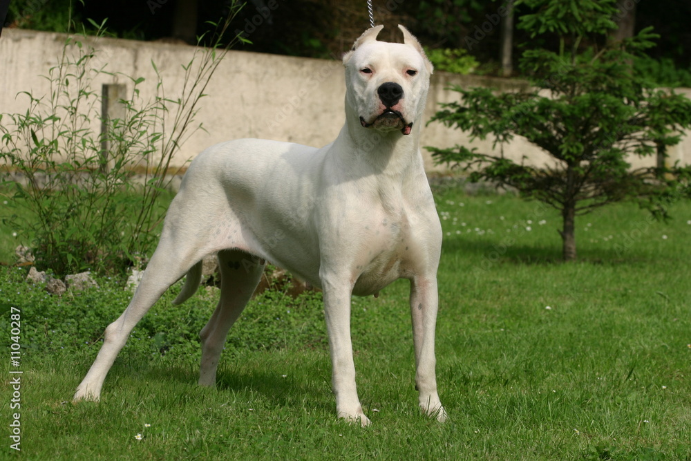 majestueux dogue d'argentine de profil