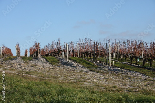 Vigne sur un coteaux du médoc (33) Gironde photo