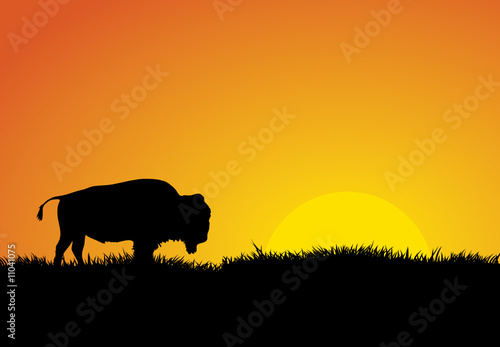 Buffalo at Sunset