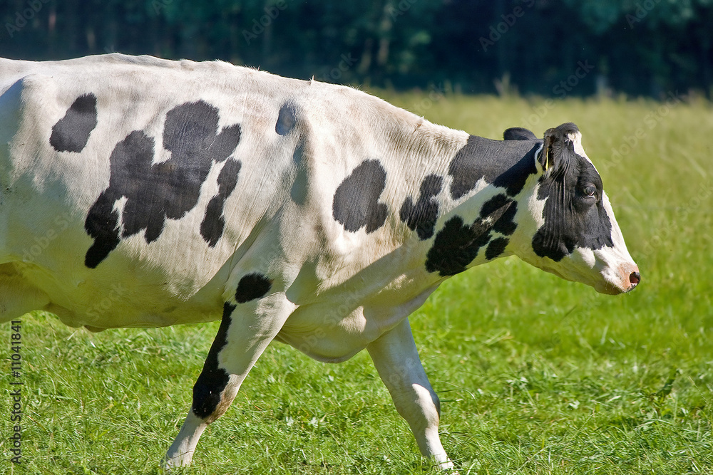 Kuh läuft über eine Wiese Kuh läuft über eine Wiese