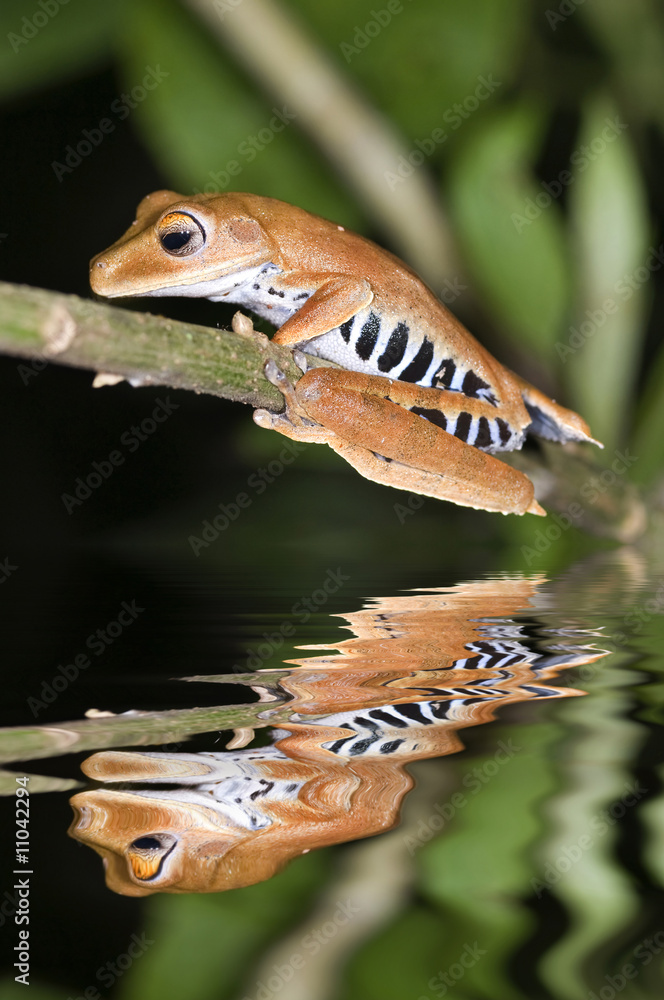 Fototapeta premium Hyla calcarata frog from ecuador