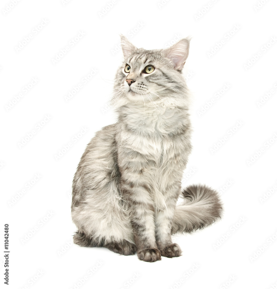 Fototapeta premium grey maine coon cat