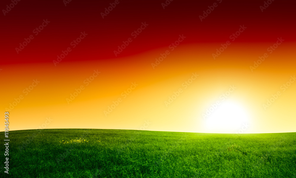 field of grass and sunset