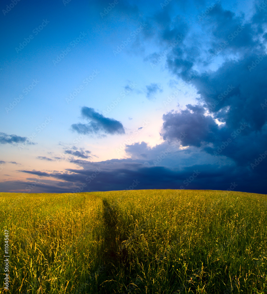 field of grass and sunset
