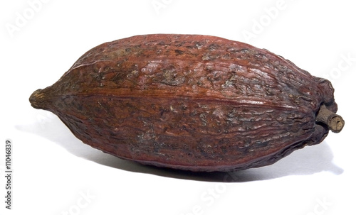 cacao-bean