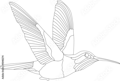 vector - hummingbird isolated on white background