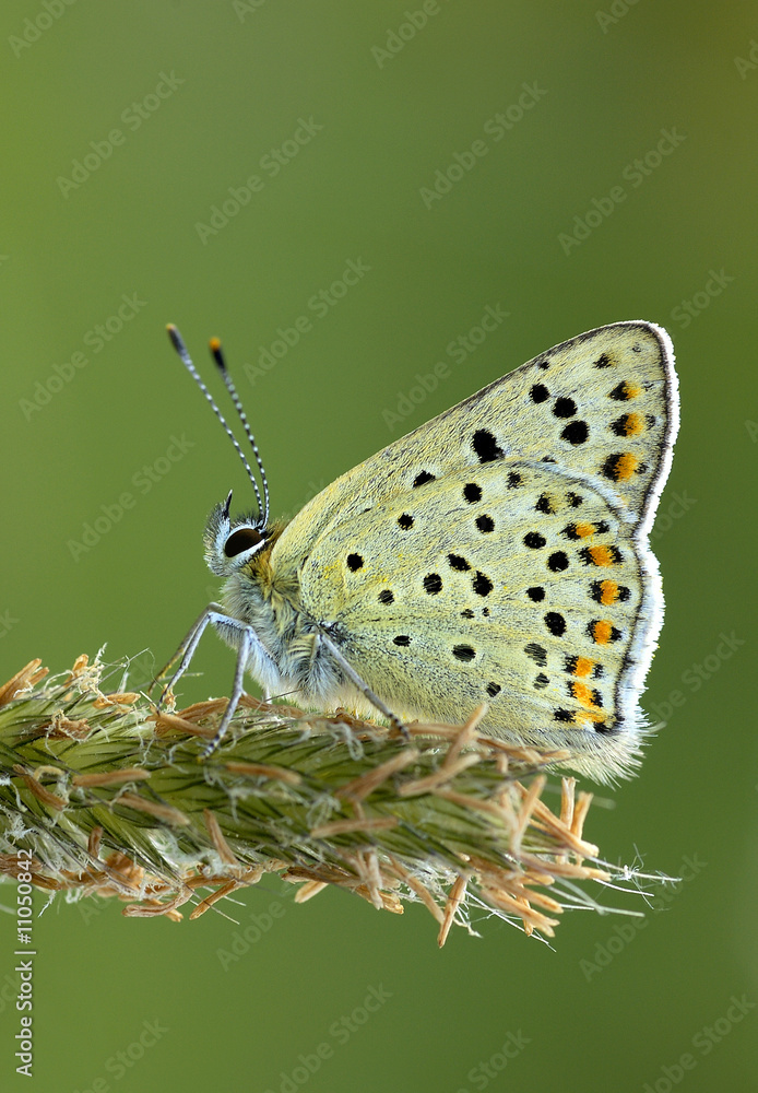 Obraz premium Brauner Feuerfalter