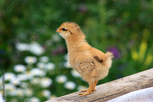 Chicken.