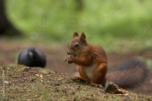 The squirrel II © Romano72