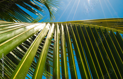 Sun and palm leaves photo