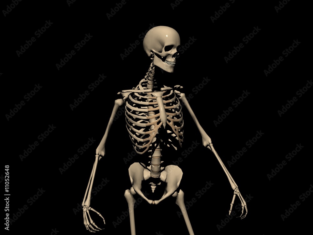 skeleton skeleton