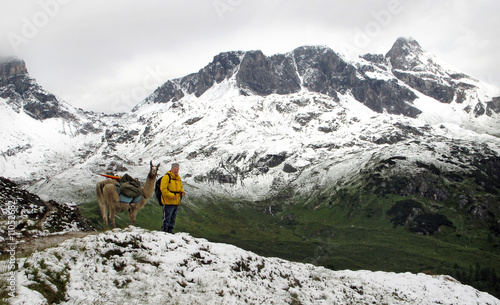 Lama in den Alpen photo