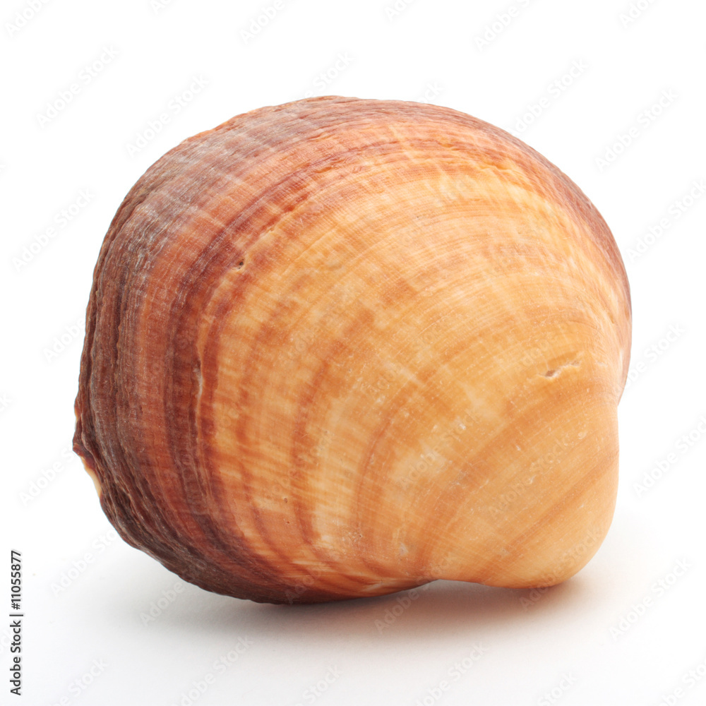 Muschel Muschel