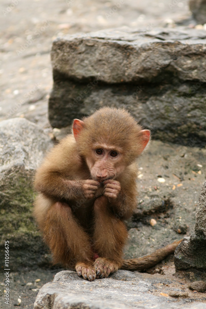 Naklejka premium Little baboon monkey eating