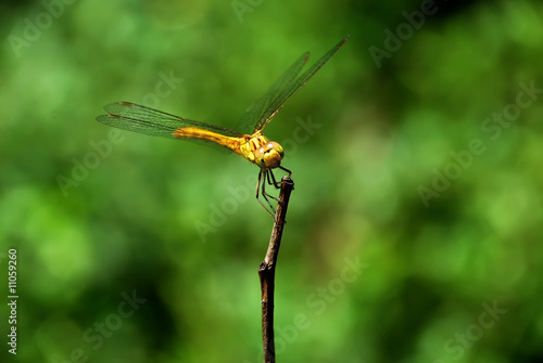 Dragonfly © Stanisa Martinovic