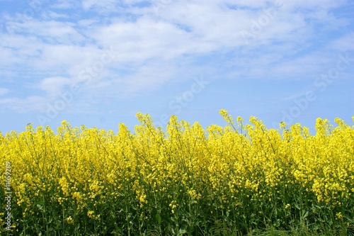 Yellow oilseed rape and the blue sky