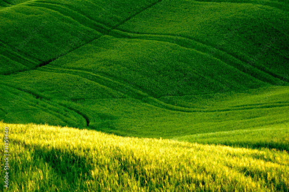 Green fields of wheat Green fields of wheat
