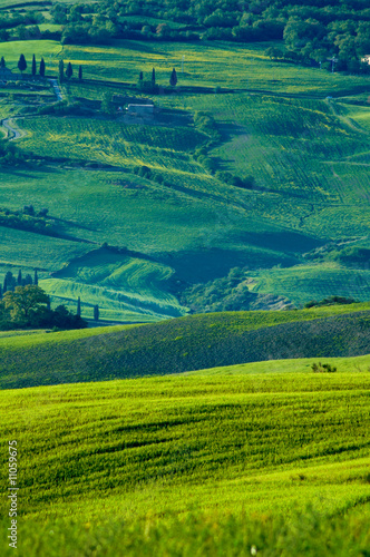 Italian fields