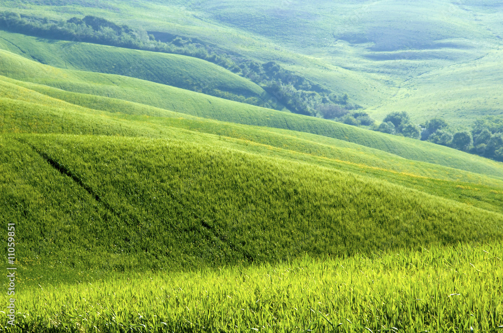 Green fields of wheat Green fields of wheat