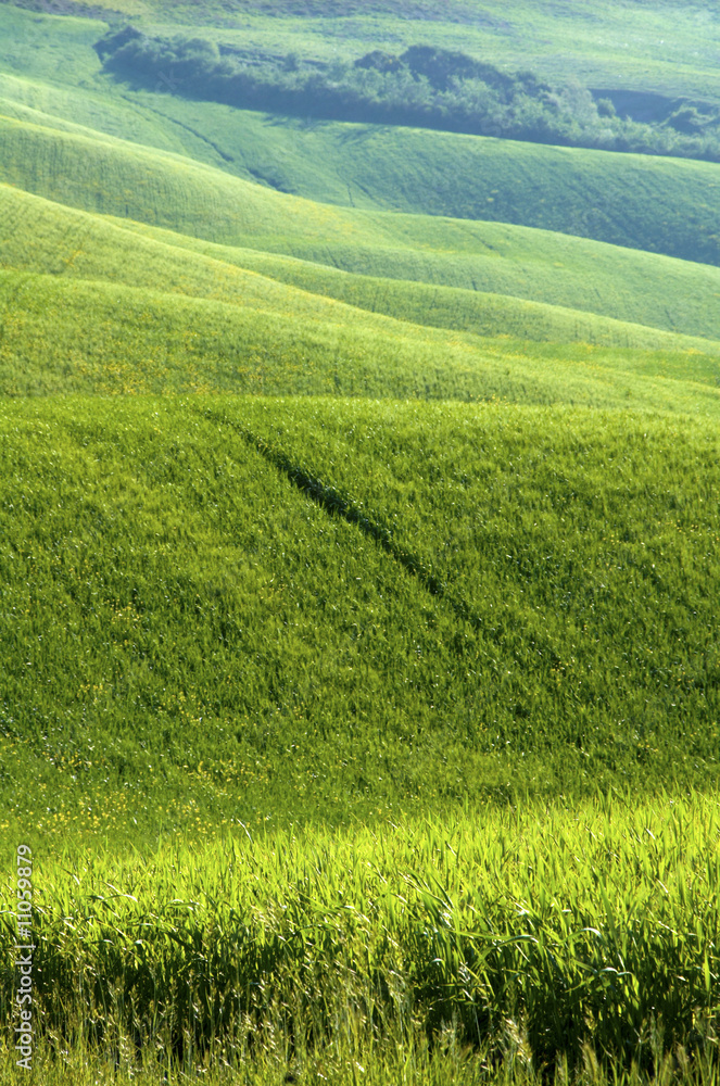 Obraz premium Green fields of wheat