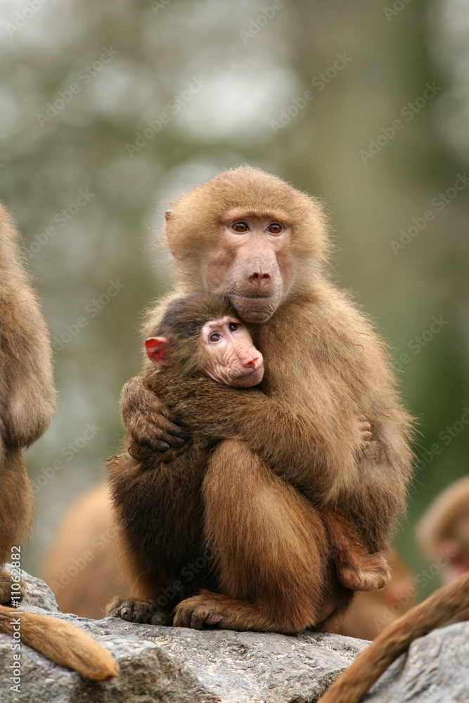 Obraz premium Two baboon holding each other