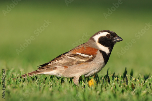 cape sparrow © gallas