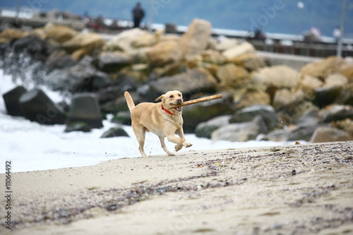 labrador photo