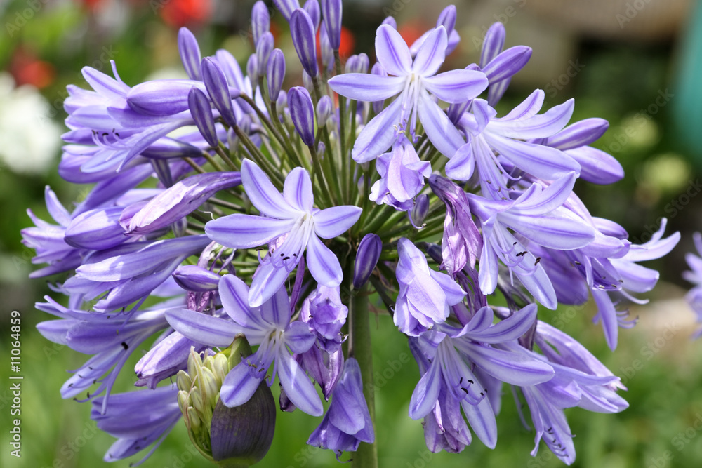 agapanthe à fleurs bleues agapanthe à fleurs bleues