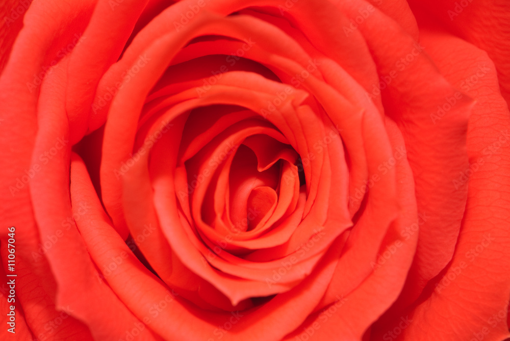 Red Rose Red Rose