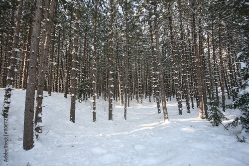 winter snow hanging on tree trunks