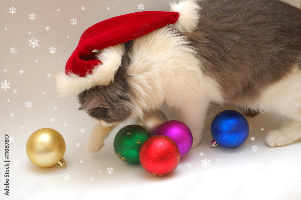 Christmas cat Christmas cat