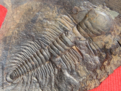 500 Million-Years-Old Trilobite / Paradoxides Gracilis photo