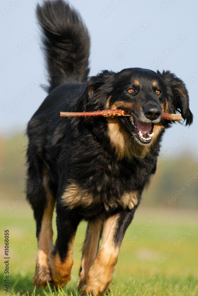 hovawart, hund, apportieren Stock Photo | Adobe Stock