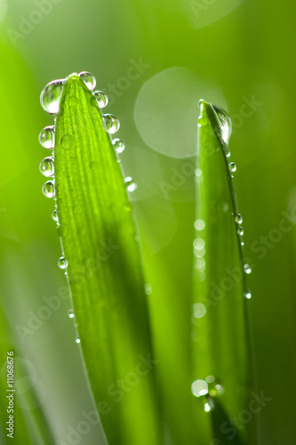 fresh wet grass background