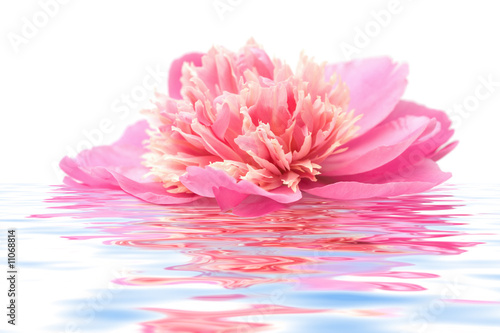 pink peony flower floating in water isolated