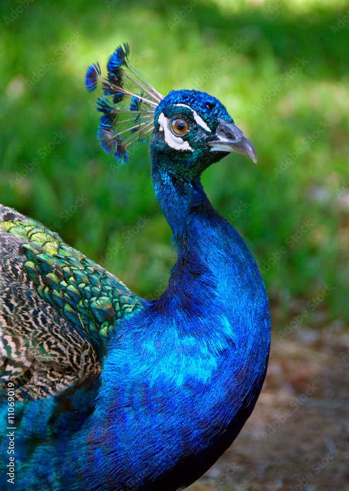 Fototapeta premium Peacock