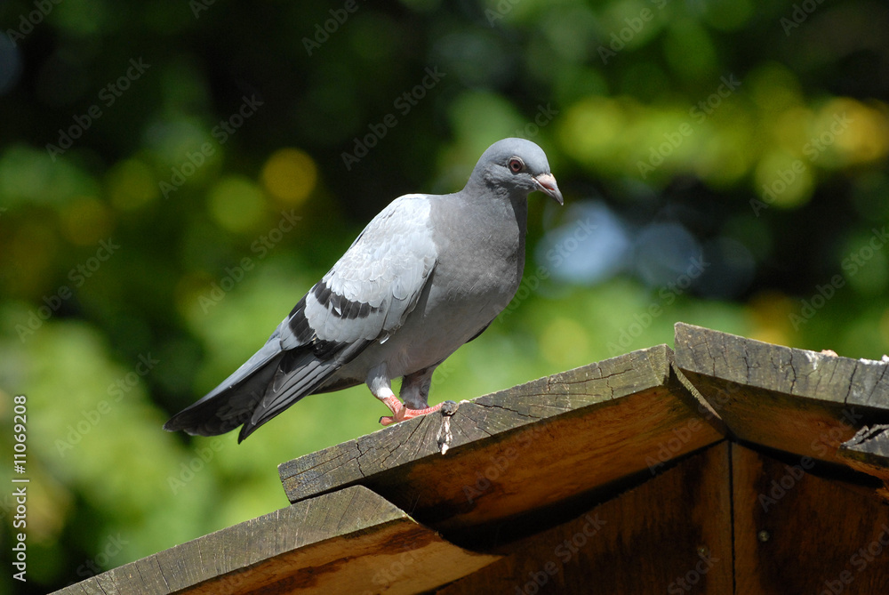 Fototapeta premium taube, vogel, äste