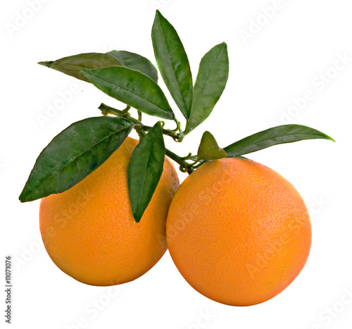 A branch with ripe oranges