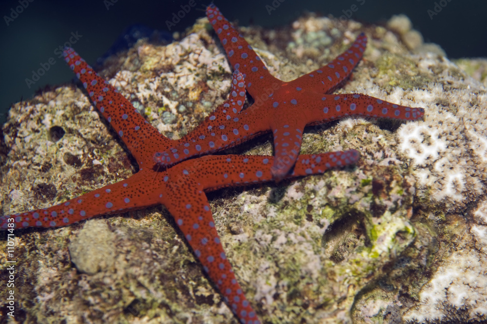 ghardaqa sea star