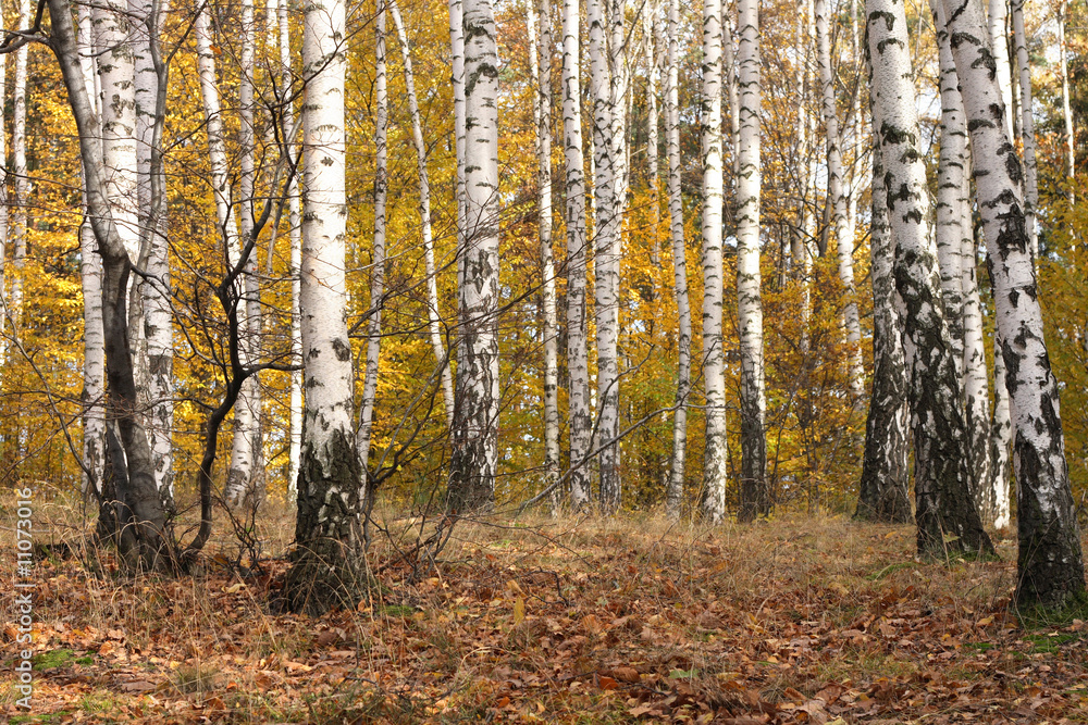 autumn autumn