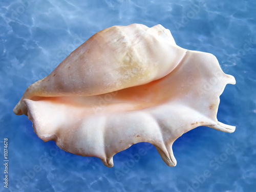 Seashell against a background of sea waves, clipping path