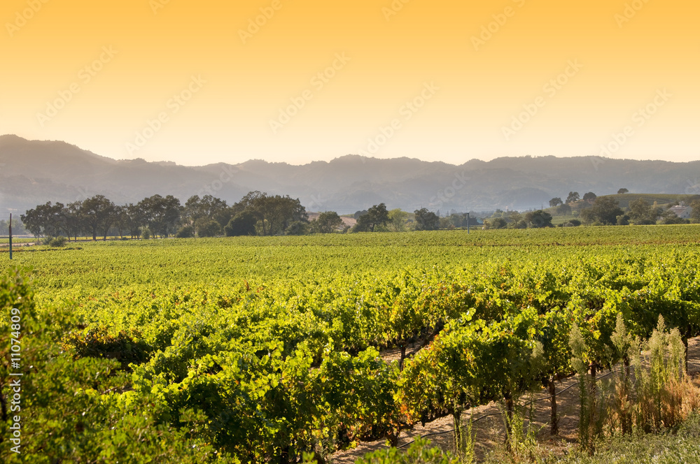 Sunrise at a vineyard in Napa, California