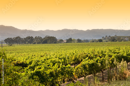 Sunrise at a vineyard in Napa, California