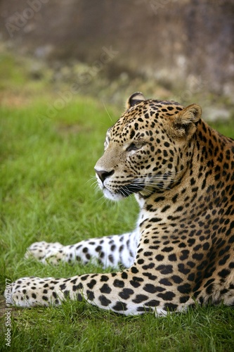 African leopard on green grass