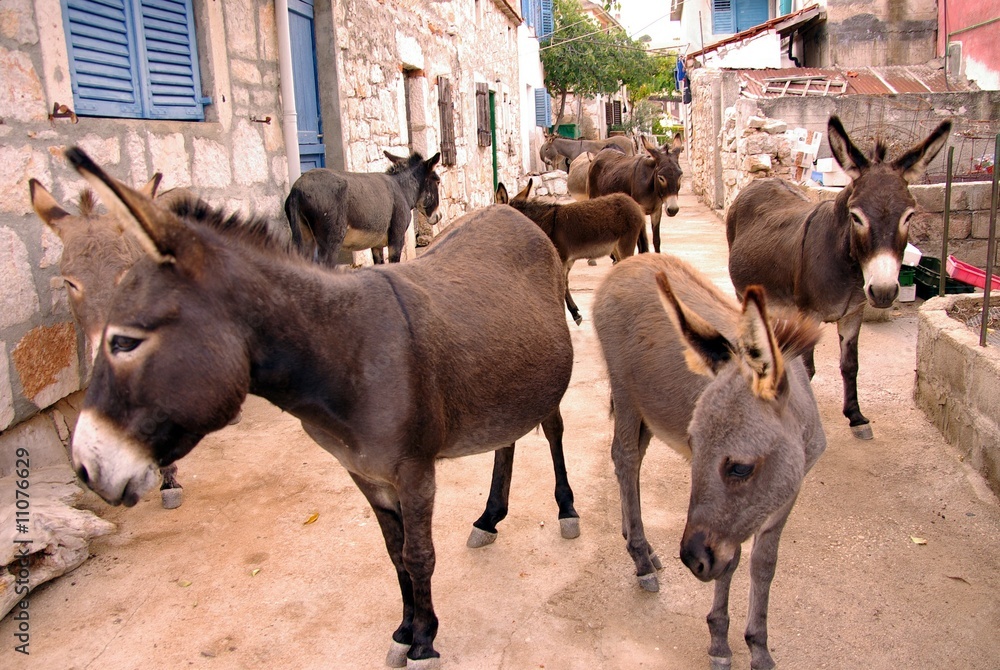 Donkeys in the streets of Vrulje at the island Kornat, Croatia Donkeys in the streets of Vrulje at the island Kornat, Croatia