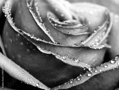 Monochrome wet rose close-up shot #11076847