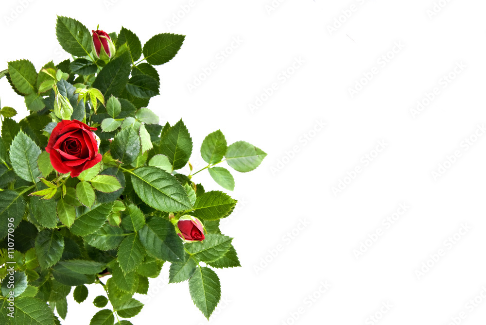 red rose bouquet isolated on white red rose bouquet isolated on white