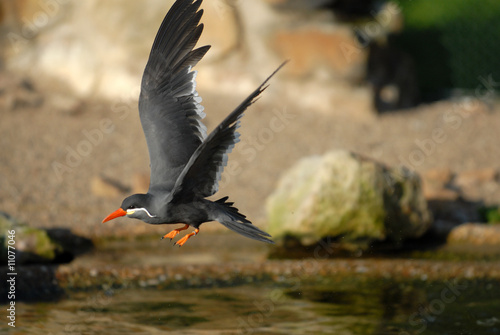 inkaseeschwalbe, seeschwalbe, vogel photo