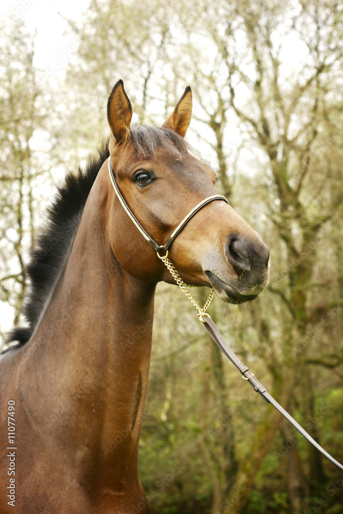 Naklejka premium beautiful young stallion portrait